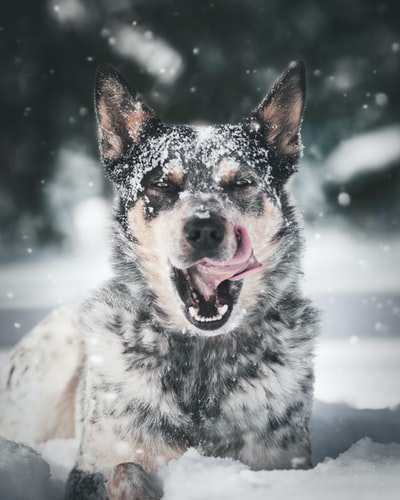 狗在雪地里玩耍的选择性聚焦摄影